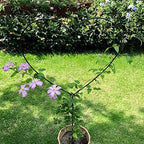 2 Pack 34Inch Garden Trellis for Climbing Plants, Meatal Heart Shape Plant Support Decorative Plant Trellis Potted Vines Vegetables Flowers Rose Jasmine Pea Clematis Ivy Cucumbers - Image 2