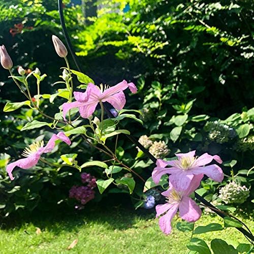 2 Pack 34Inch Garden Trellis for Climbing Plants, Meatal Heart Shape Plant Support Decorative Plant Trellis Potted Vines Vegetables Flowers Rose Jasmine Pea Clematis Ivy Cucumbers - Image 4