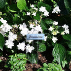 50 Pack Metal Plant Labels for Outdoor Garden Waterproof Plant Markers, Labels Garden Markers for Seedlings Herbs Vegetable Greenhouse Gifts, with Pen - Image 7