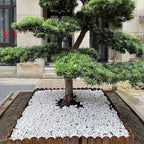 FANTIAN 10 lbs White Gravel for Aquarium, 2-3 Inch Large Pebbles for Planters, Decorative River Rocks for Plants Indoor, Landscaping, Vases, Fish Tank, Crafting and Garden - Image 5