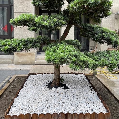 FANTIAN 10 lbs White Gravel for Aquarium, 2-3 Inch Large Pebbles for Planters, Decorative River Rocks for Plants Indoor, Landscaping, Vases, Fish Tank, Crafting and Garden - Image 5