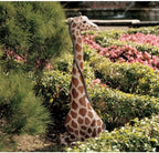 Design Toscano Gigi the Garden Giraffe Statue - Image 5