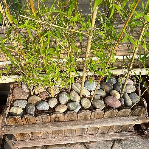 FANTIAN 40 lbs River Rocks for Landscaping, 2-3 Inch Garden Rocks Pebbles - Image 4
