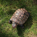 Turtle Statue, Resin Garden Sculpture Indoor/Outdoor Yard Lawn Ornament,Home Decor (Medium) by Sdeetesamjun