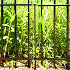 Thealyn 24" H x 24" W Decorative Metal Garden Fence, 5 Panels, 10 Ft - Image 4