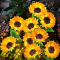 KOOPER Solar Lights Outdoor Garden Decor - Upgraded 6 Pack Solar Garden Lights with 18 Bigger Sunflower Lights, Solar Flowers Outdoor Waterproof for Flower Bed Yard Decor, Gift for Women Mom Grandma by KOOPER