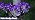 Solar Sunflower Lights Outdoor Garden Decor, 4 Pack Solar Purple Flowers Lights with 24 Sunflowers, Waterproof Fall Decor Stake Decorative Light Auto ON/Off for Garden Yard Patio, Gift for Women - Image 7