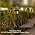 Solar Tiki Torches with Flickering Flame - Solar Lights Outdoor Waterproof, Auto On/Off, Solar-Powered Decorative Lighting for Garden, Yard, Landscape, Patio, Driveway, Walkway, Pathway (12) - Image 7