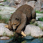 Design Toscano Catch of the Day Grand Bear Sculpture - Image 6