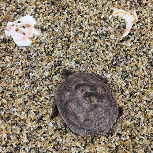 FANTIAN 10 lbs Aquarium Sand, 1/16 Inch Fish Tank Sand Gravel - Image 4