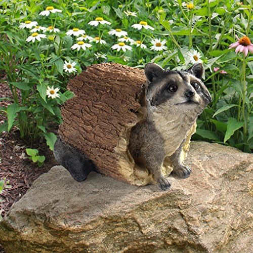 Design Toscano Bandit the Raccoon Indoor/Outdoor Garden Animal Statue, 10 - Image 6