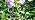 KOOPER Solar Lights Outdoor Garden Decor, 4 Pack Upgraded Delphinium Solar Garden Lights with 36 Colorful LEDs, Vivid Flowers Outdoor Waterproof for Landscape Patio Yard Decor - Image 7