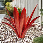 TOMBABY Enlarge Thickened Wind Resistant Metal Agave Garden Art Metal Plant Country Garden Sculpture Statue Outdoor Decoration Agave Metal Plant Courtyard Garden Lawn Ornament Gift (1, 12 Leaves red) by TOMBABY