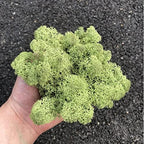 Preserved Reindeer Moss Natural Green DIY Kit Gardenning Art Wall Decor Florist Decor Easter Table Decor Wedding - Image 3