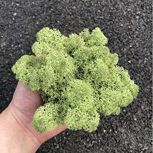 Preserved Reindeer Moss Natural Green DIY Kit Gardenning Art Wall Decor Florist Decor Easter Table Decor Wedding - Image 3
