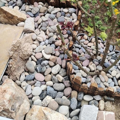 FANTIAN 10 lbs River Rocks for Aquarium, 1-2 Inch Natural Pebble for Plants - Image 5