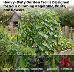 Garden Arch Trellis for Climbing Plants Outdoor, 7 Ft Tall Cucumber Trellis - Image 5