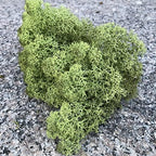 Preserved Reindeer Moss Natural Green DIY Kit Gardenning Art Wall Decor Florist Decor Easter Table Decor Wedding - Image 4