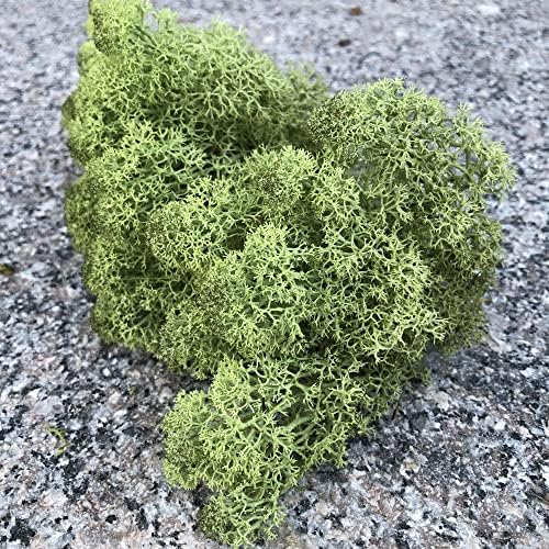 Preserved Reindeer Moss Natural Green DIY Kit Gardenning Art Wall Decor Florist Decor Easter Table Decor Wedding - Image 4