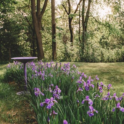 Backyard Expressions Outdoor Garden Bird Bath - Lilac Purple - Weather Resistant Polyresin - 27 Inch - Image 6