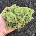 Preserved Reindeer Moss Natural Green DIY Kit Gardenning Art Wall Decor Florist Decor Easter Table Decor Wedding - Image 5