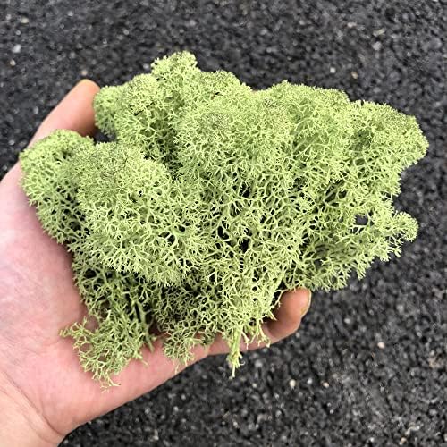 Preserved Reindeer Moss Natural Green DIY Kit Gardenning Art Wall Decor Florist Decor Easter Table Decor Wedding - Image 5