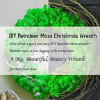 Preserved Reindeer Moss Natural Green DIY Kit Gardenning Art Wall Decor Florist Decor Easter Table Decor Wedding - Image 3