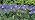 Solar Garden Lights Outdoor, 4 Pack Purple Lavender Solar Butterfly Lights Gardening Gifts for Women,Artificial Flowers Light Purple Halloween Garden Decor for Patio Yard Lawn Christmas - Image 7