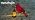2Pack Solar Lantern Outdoor Decor Solar Cardinal Redbird Lights Metal Stake - Image 7