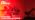 Halloween Red Landscape Lights Outdoor, 14 LED Landscape Lighting with US Plug, IP65 Waterproof Spotlights for Tree Yard Garden Pathway Christmas Decor 2 Pack - Image 7