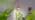 Bstrip Hanging Grow Lights for Indoor Plants,3800K - Image 7