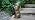 Bunny Solar Light, 10.5-Inch Rabbit Statue for Outdoor Garden Decor - Image 7