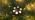 GOODSMANN Landscape Lighting 2PK Low Voltage Well Lights 6 Watt LED 120 Lumen 12V AC In-Ground Lights 3000K Warm White with Cable Connectors (2 Pack) - Image 7