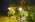 GOODSMANN Pathway Lights Kits 3W LED 8PK Outdoor Low Voltage Landscape Lighting 180 Lumen Hardwired 2 Tier Pagoda Path Light 3000K Warm White Metal 12V Electric Sidewalk Walkway Lights with Connectors - Image 7
