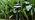 Outdoor Wired Pathway Lights Low Voltage for Yard Area Lighting - Image 7