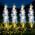 4 Pack Solar Bee Path Lights, Honeycomb Flower with 12 Swaying Bees 600mAh Waterproof Garden Decor - Image 7